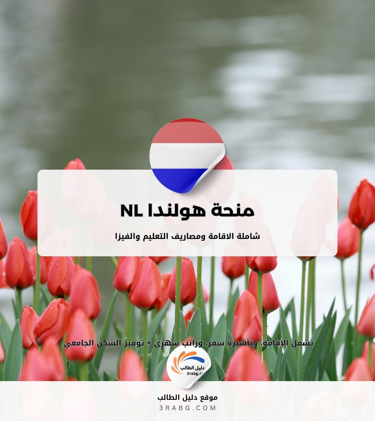 منحة هولندا NL للطلاب الدوليين