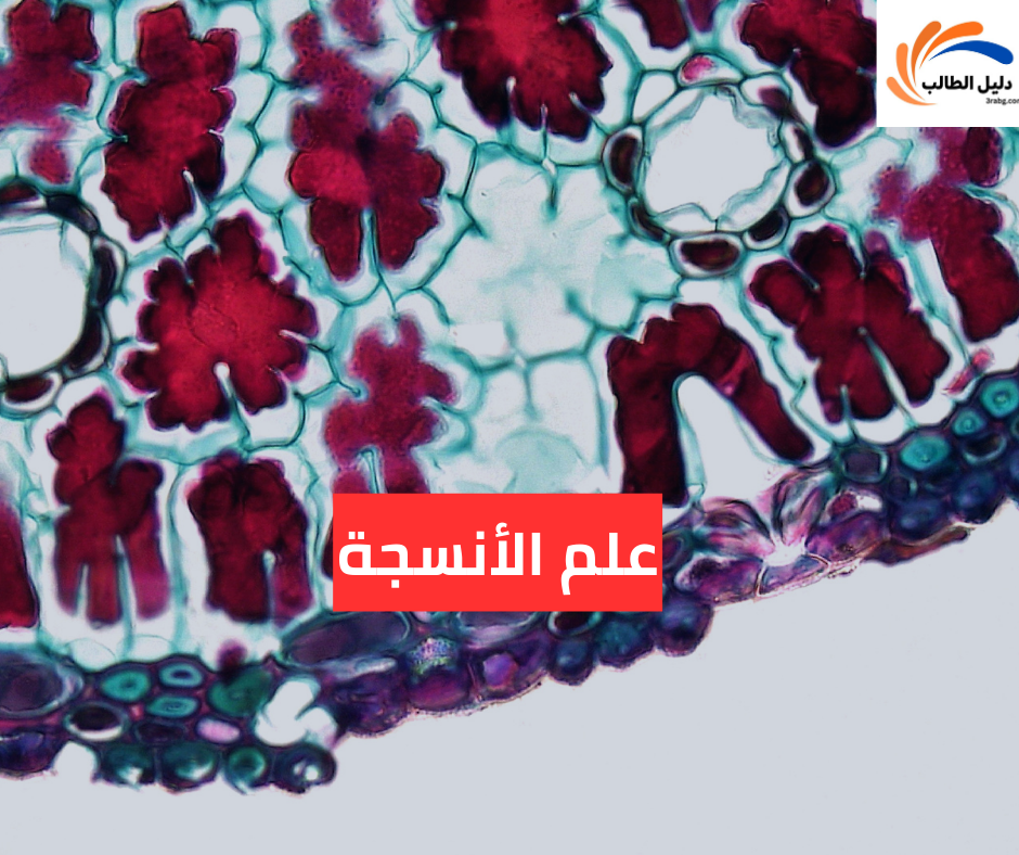 علم الأنسجة