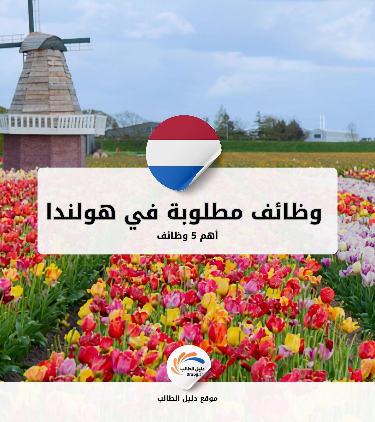 أهم 5 وظائف مطلوبة في هولندا