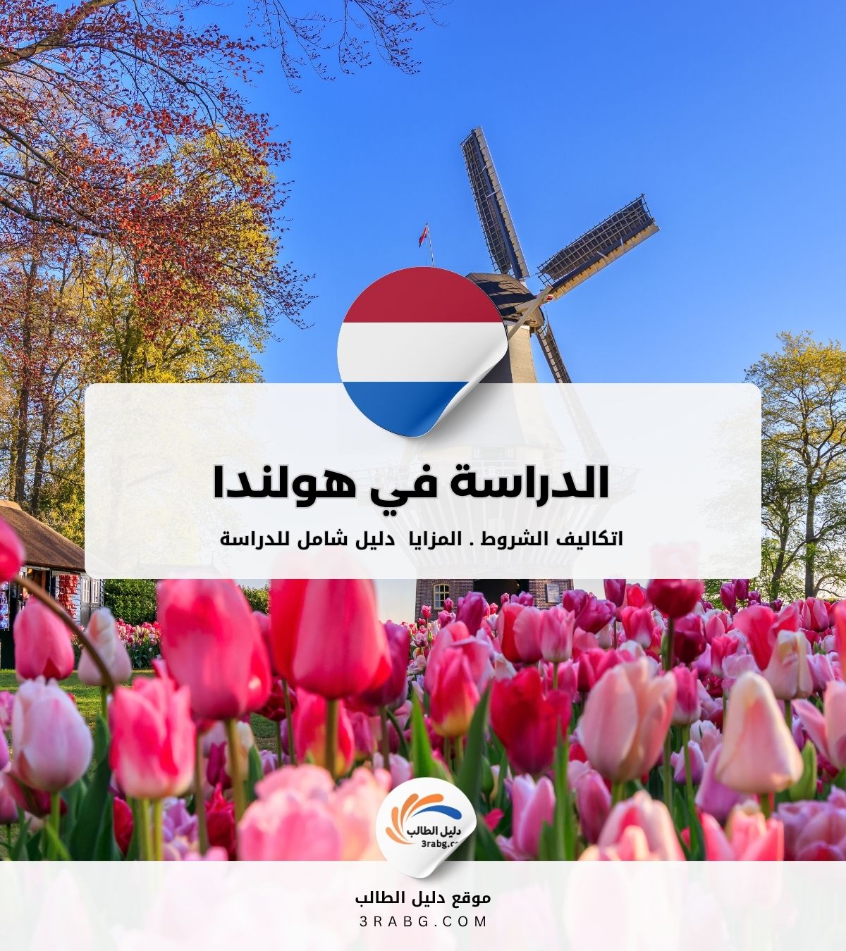 الدراسة في هولندا دليل كامل
